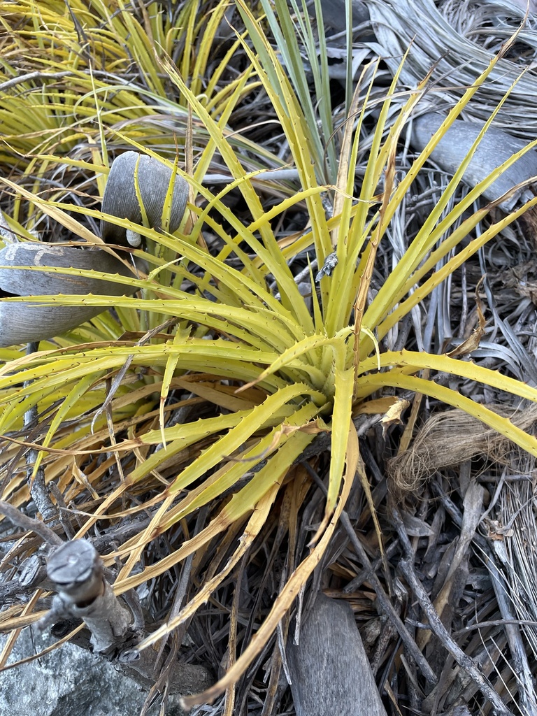 Teku — Bromelia humilis