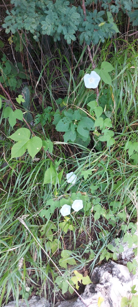 Trompèt — Ipomoea nil