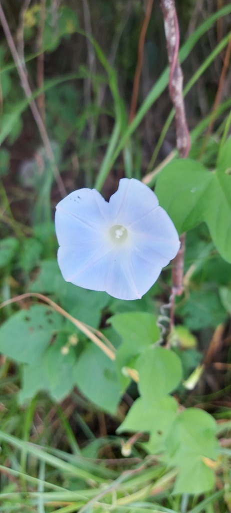 Een blauwe trompetbloem met een lichte keel.