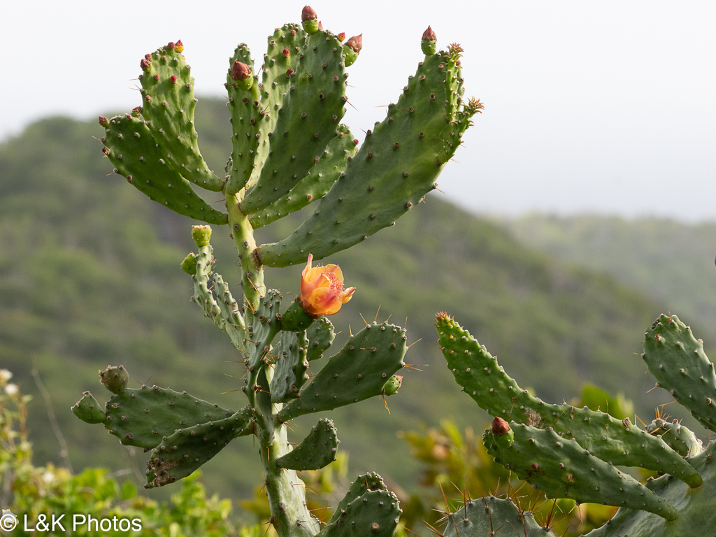 Tuna / Shangran — Opuntia elatior