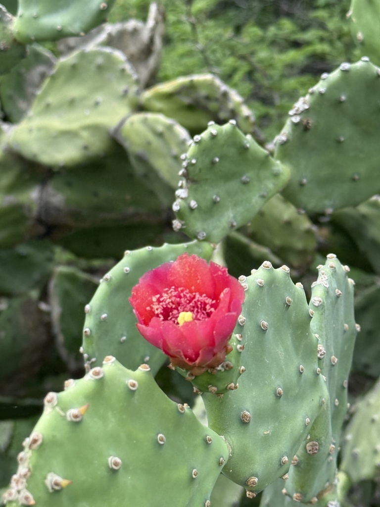 Een roodachtige bloem tussen de doorngroepjes.