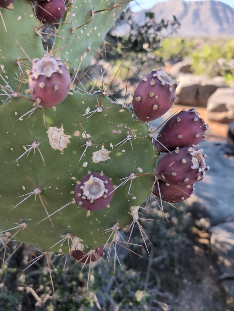 Roodpaarse Tuna-vruchten aan de schijven van de cactus.