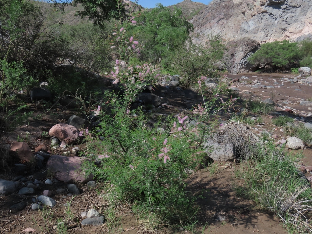Uña di gatu — Mimosa distachya