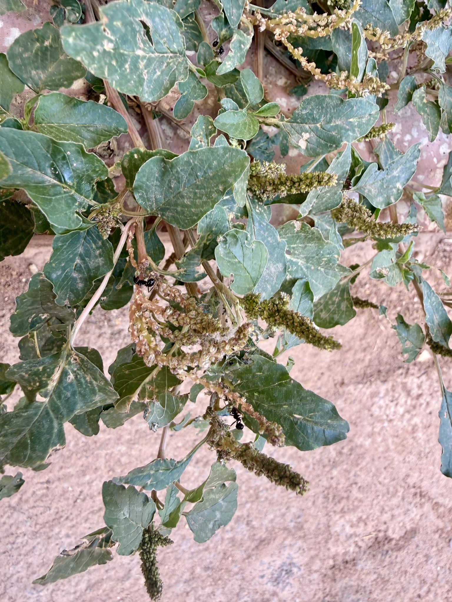 Kalalú di kome — Amaranthus viridis