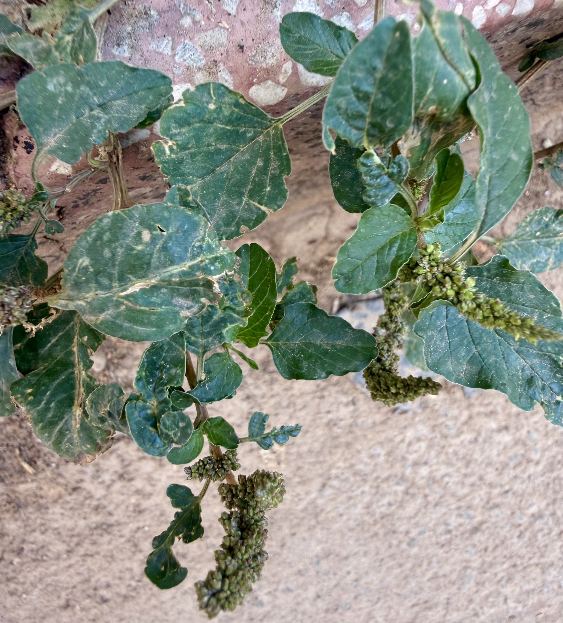 Kleine groene bloemtrosjes langs de vertakte aren.