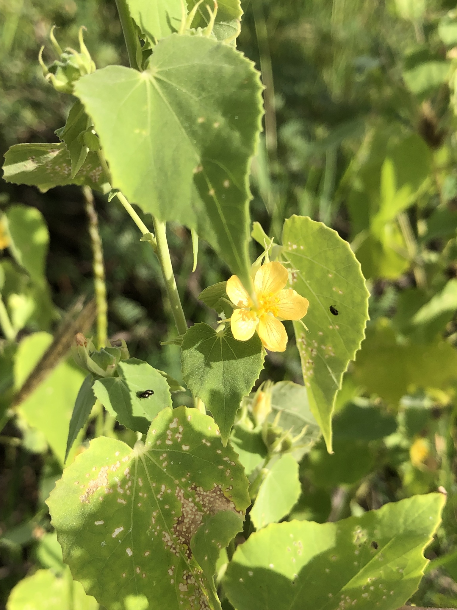 Basora blanku — Abutilon viscosum