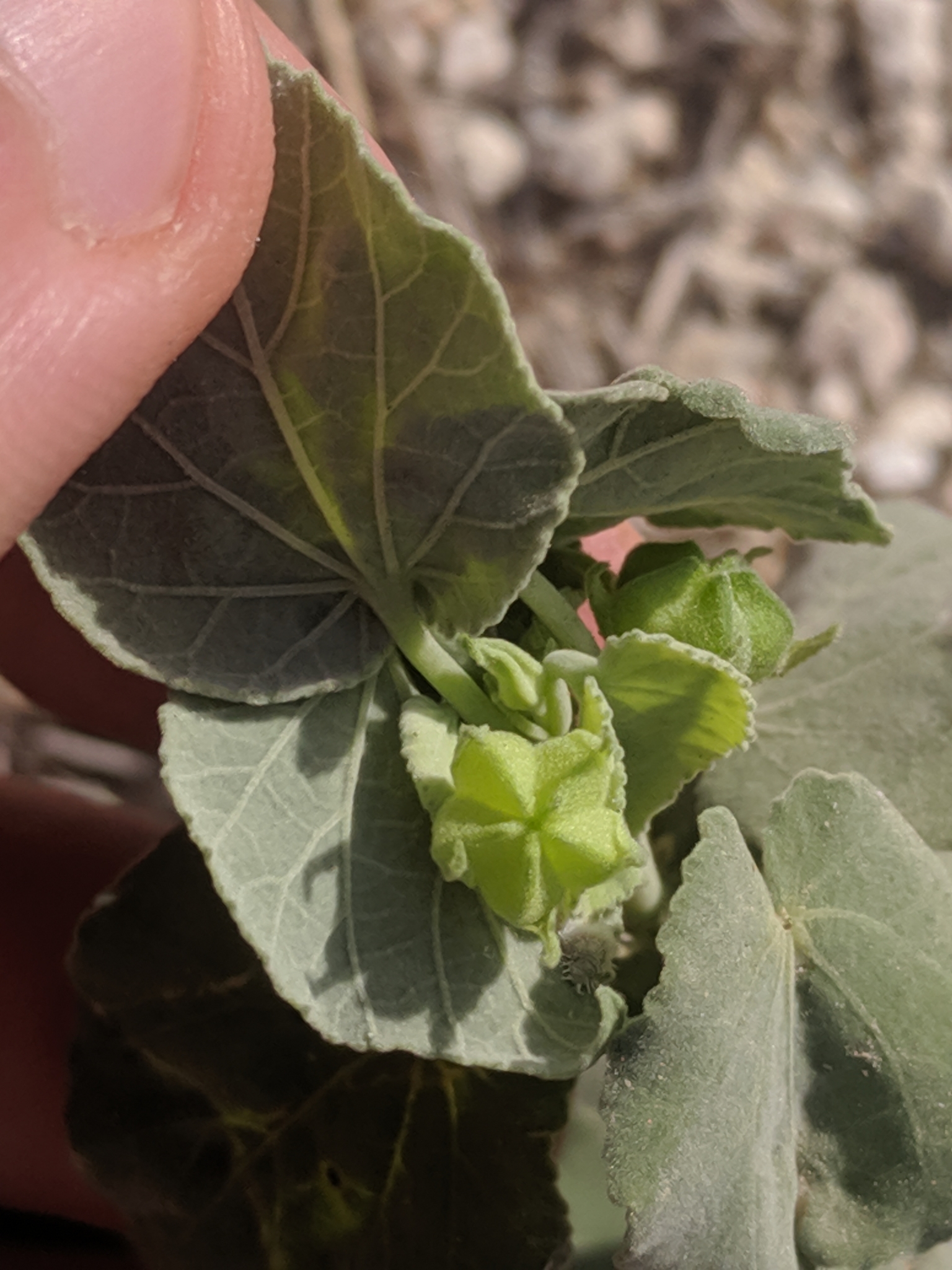 Groene vijfdelige zaaddoosjes van dichtbij.