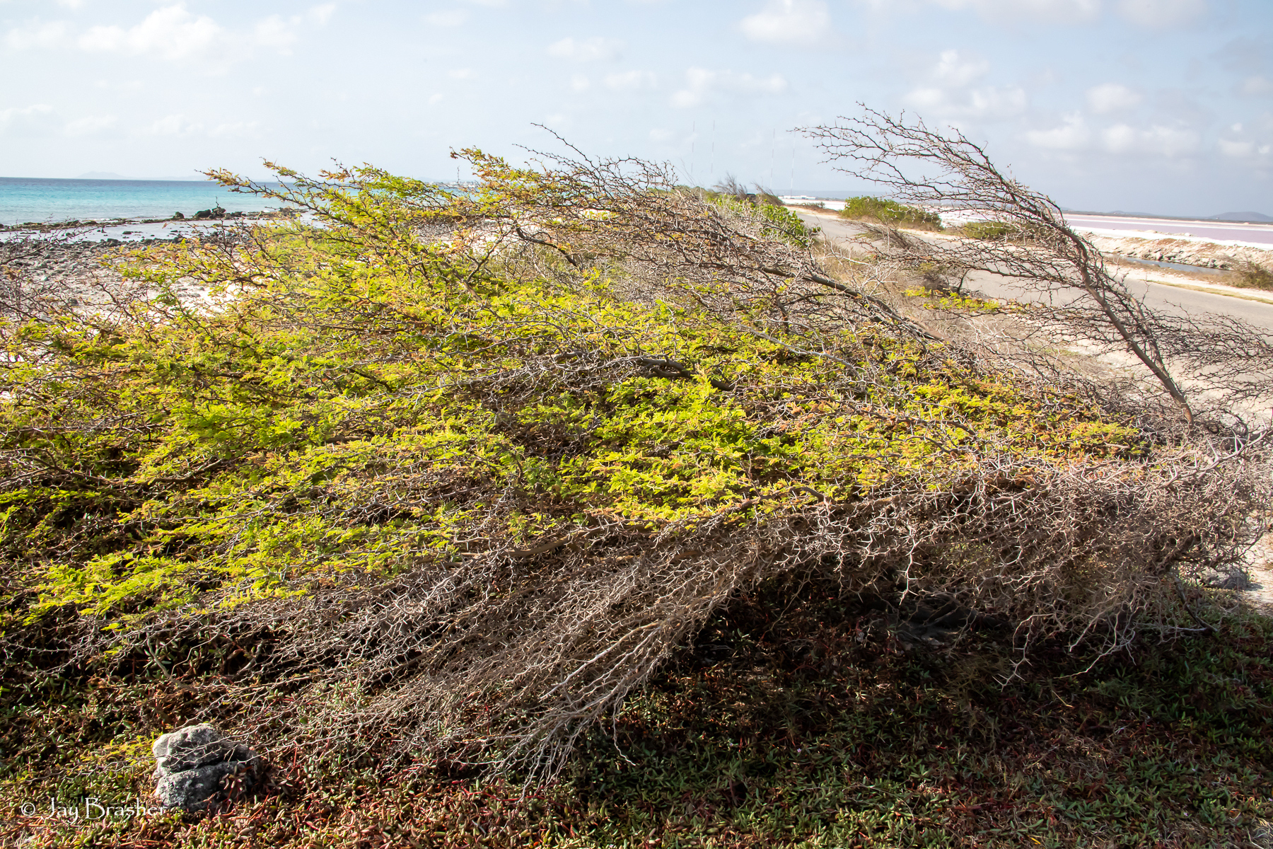 Wabi / Hobada — Vachellia tortuosa