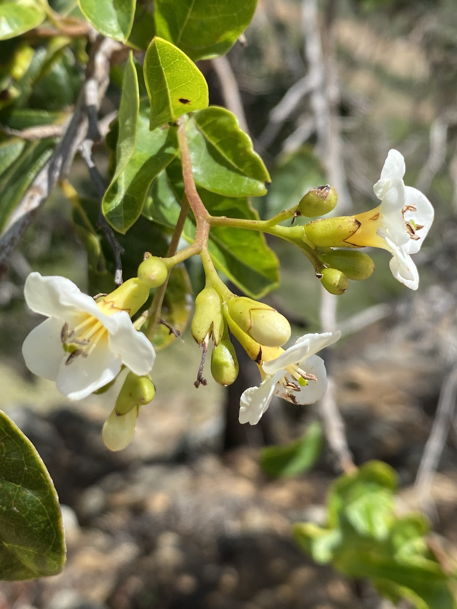 Watakeli — Bourreria succulenta