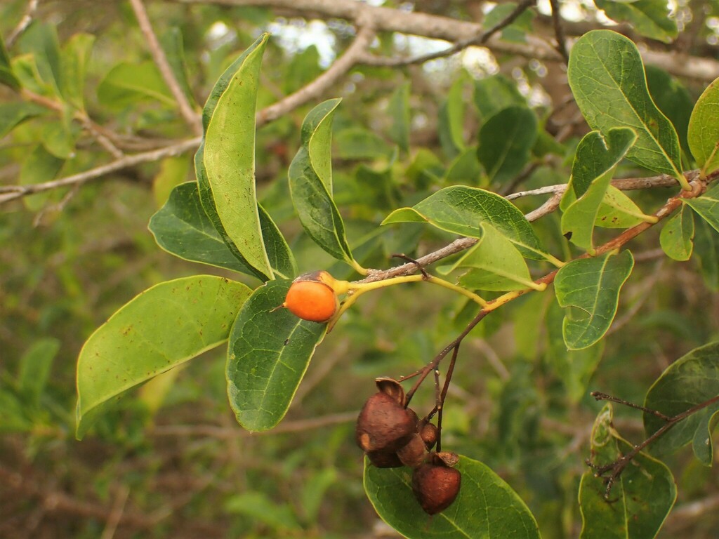 Een oranje vrucht en oudere, verdroogde vruchtjes van Watakeli.