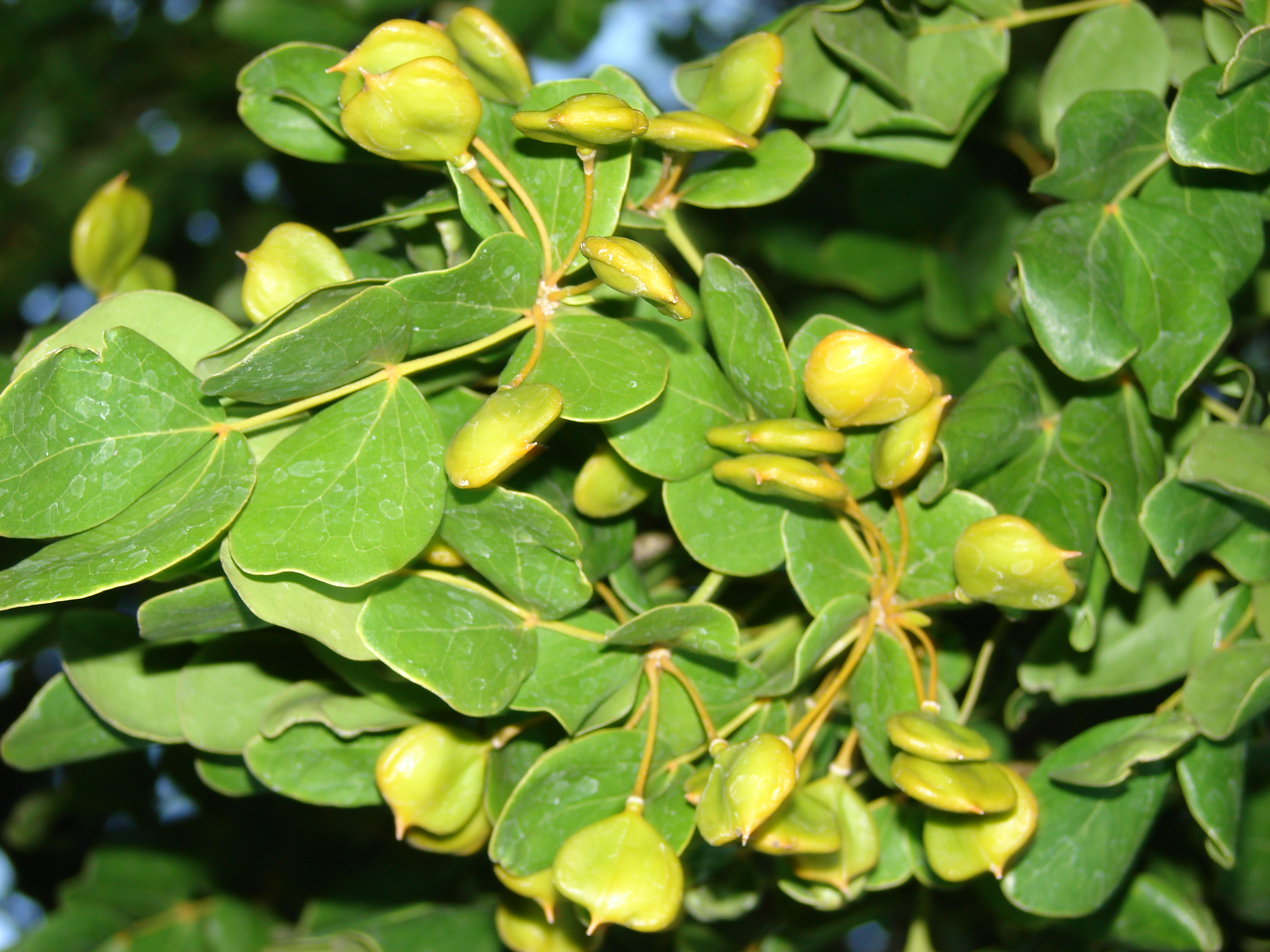 Wayaká — Guaiacum officinale