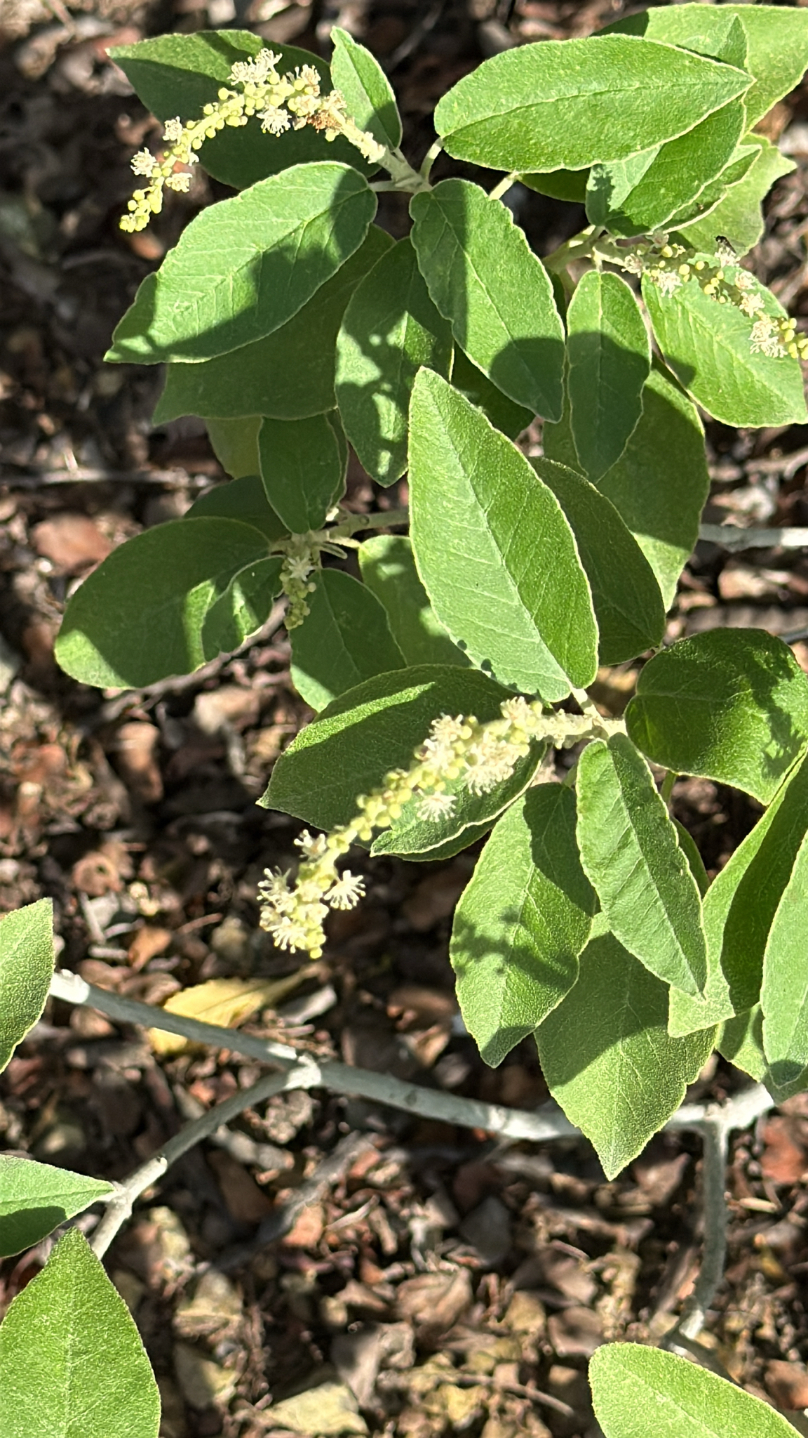 Welensali — Croton flavens
