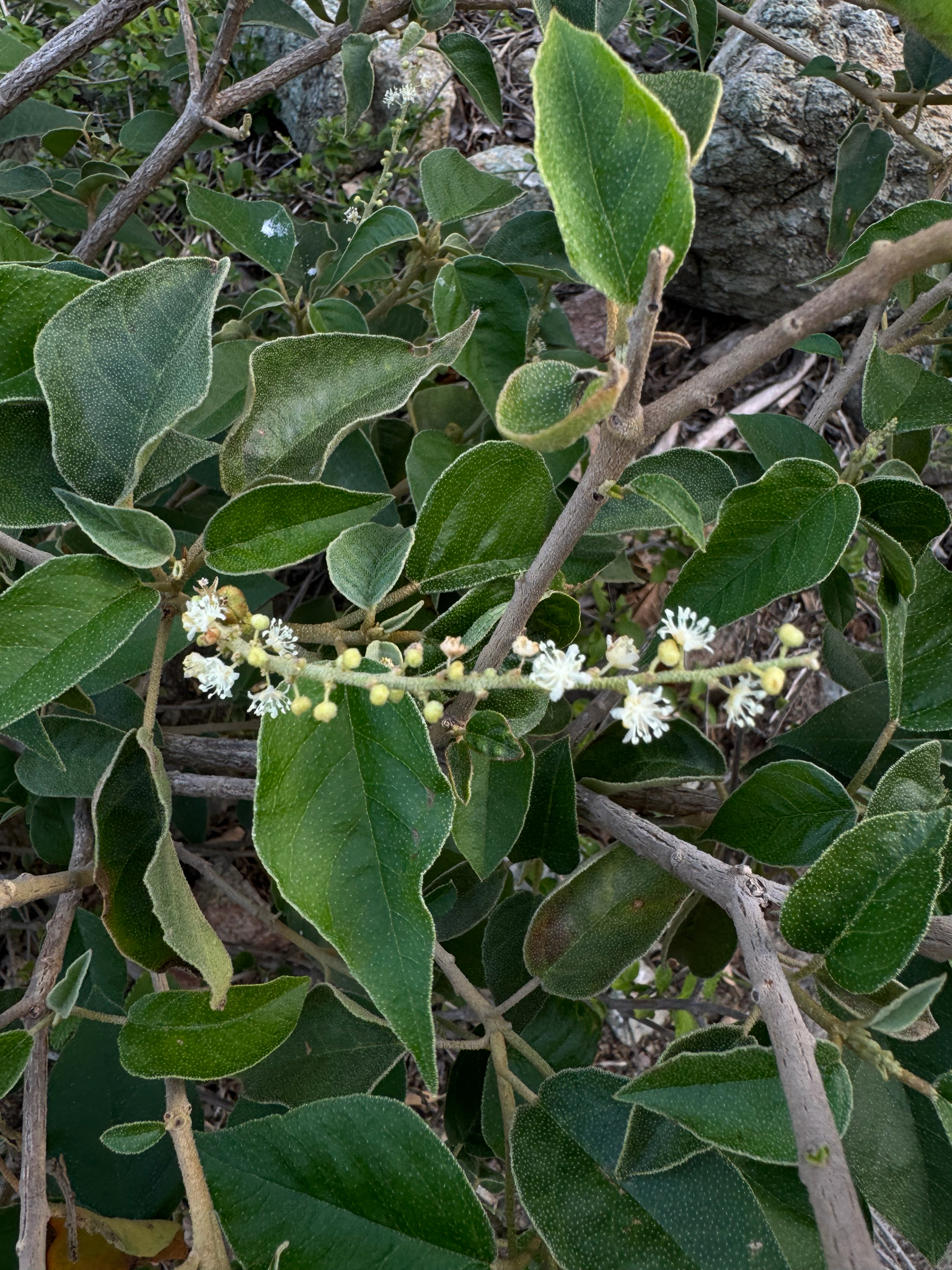 Croton flavens met grijsgroen behaard blad op Saint Vincent en de Grenadines.