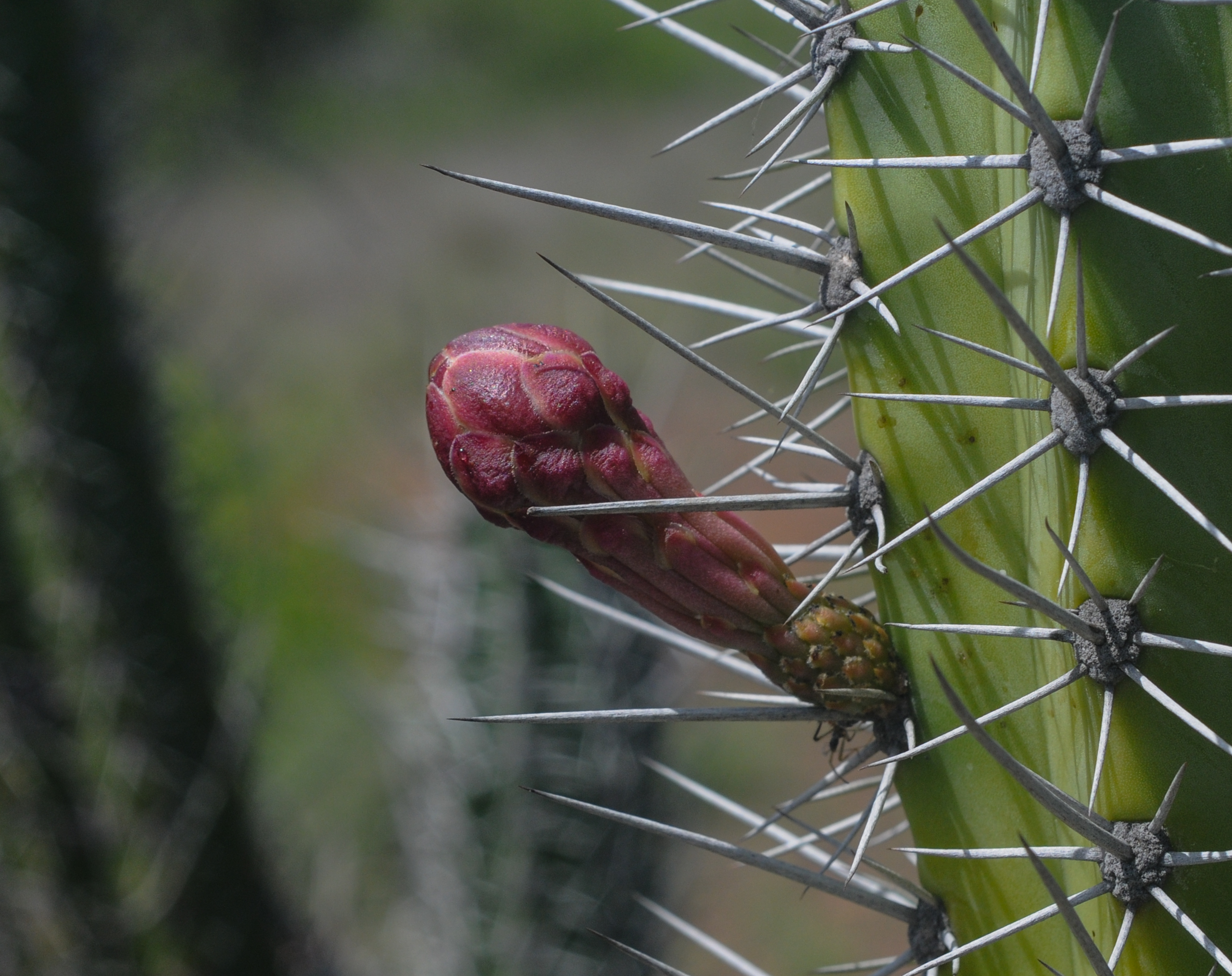Rozerode bloemknop van Yatu tussen grijswitte stekels, gefotografeerd op Margarita, Venezuela.