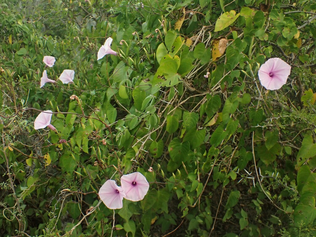 Yerba di glas — Ipomoea incarnata