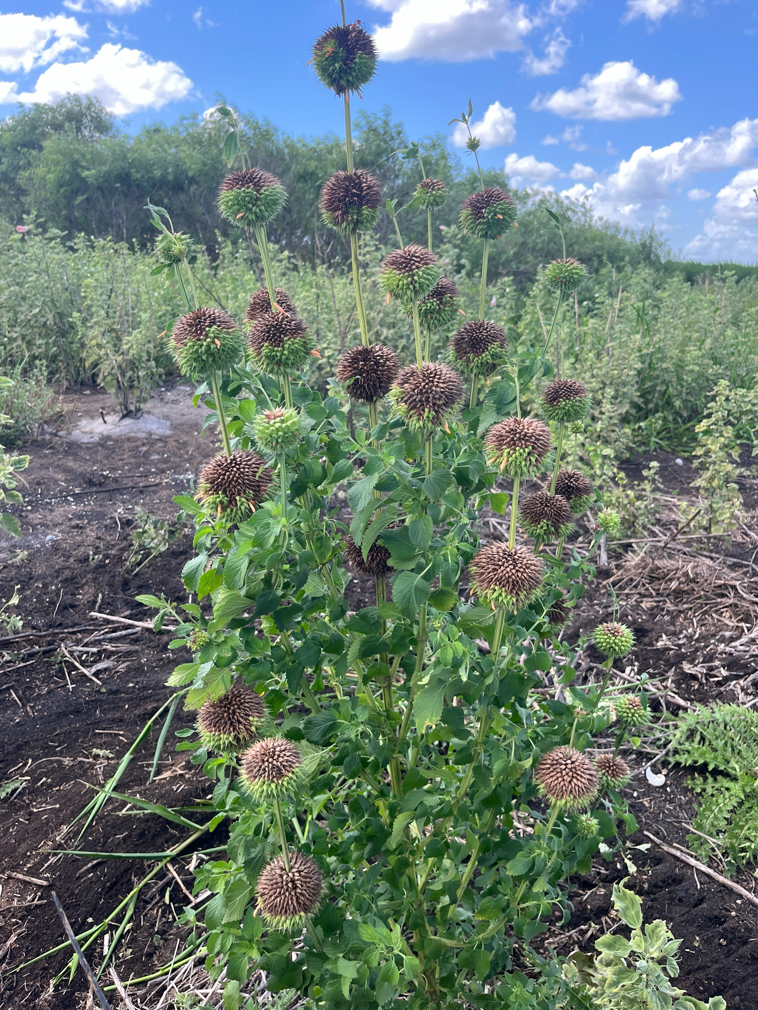 Yerba di kerkhof — Leonotis nepetifolia