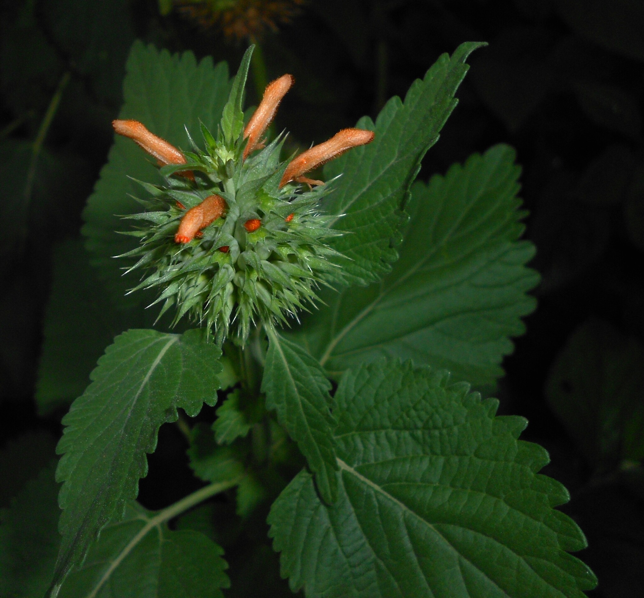 Oranje buisbloemen tussen puntige kelken.