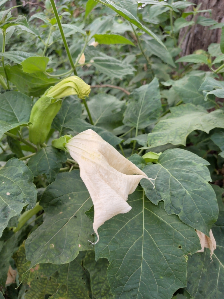 Yerba stinki — Datura metel