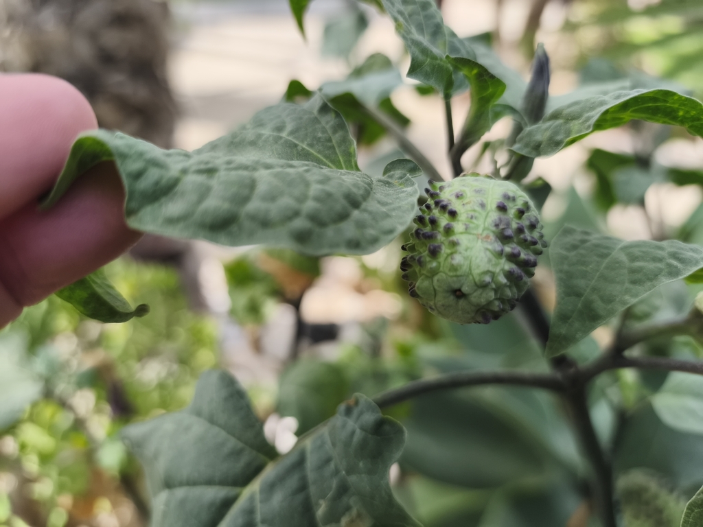 De ronde, bobbelige vrucht van Datura metel.
