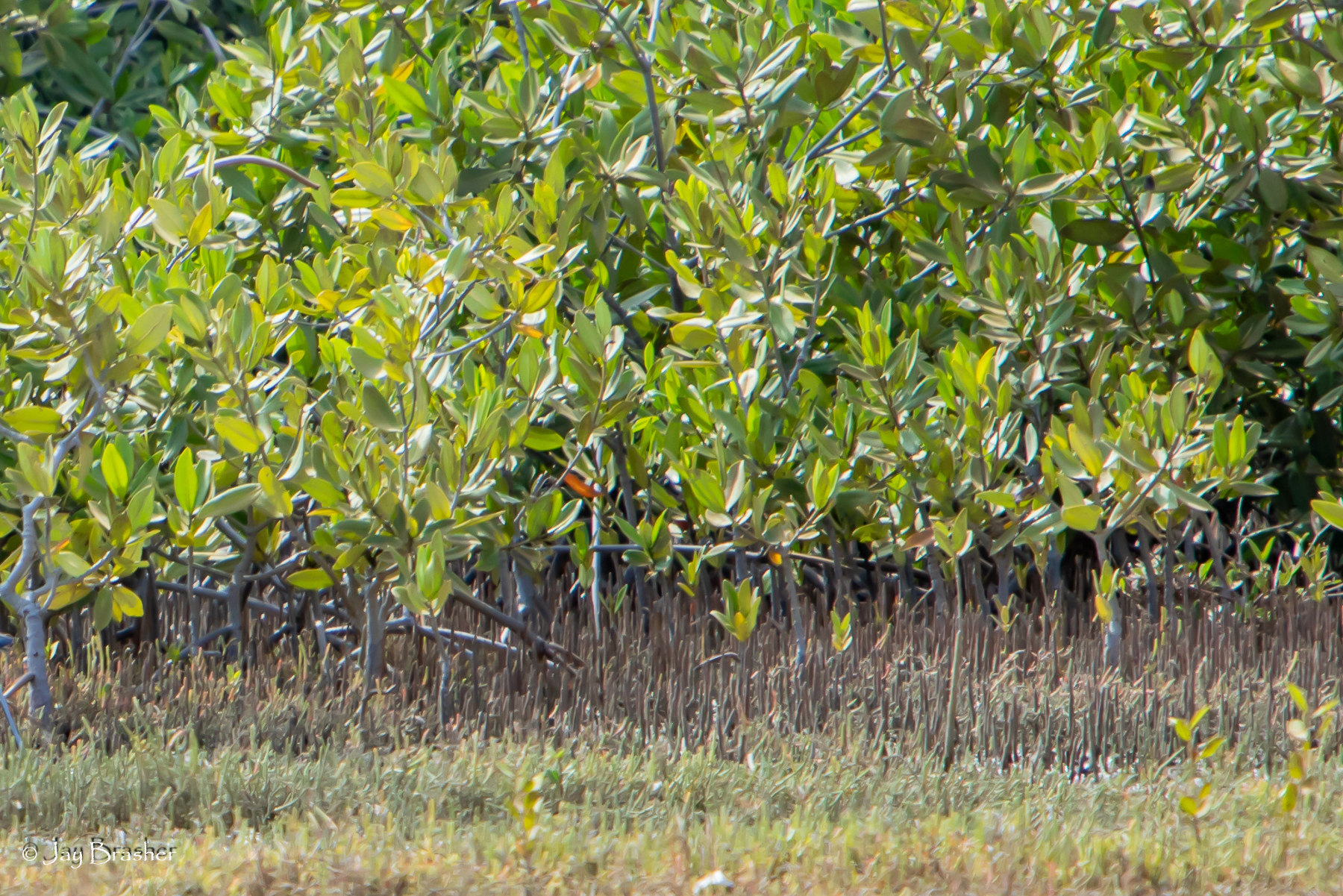 Zwarte mangrove — Avicennia germinans